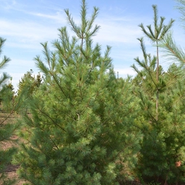 Сосна веймутова Пинус стробус (Pinus strobus)