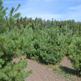 Сосна веймутова Пинус стробус (Pinus strobus)