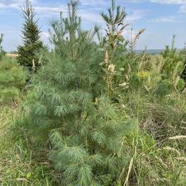 Сосна веймутова Пинус стробус (Pinus strobus)