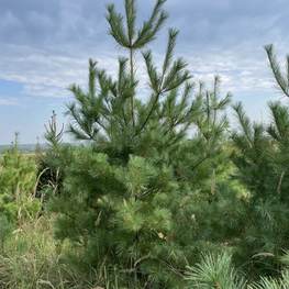 Сосна веймутова Пинус стробус (Pinus strobus)