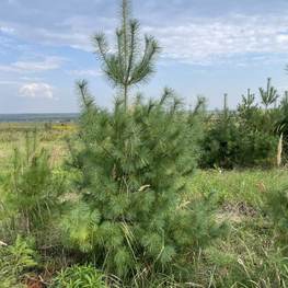 Сосна веймутова Пинус стробус (Pinus strobus)