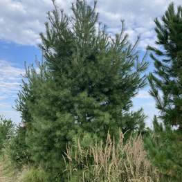 Сосна веймутова Пинус стробус (Pinus strobus)