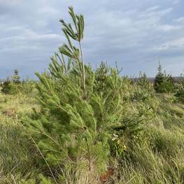 Сосна веймутова Пинус стробус (Pinus strobus)