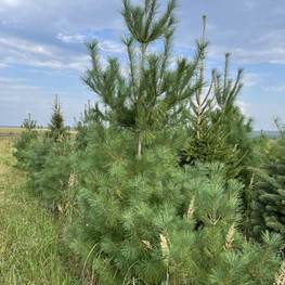 Сосна веймутова Пинус стробус (Pinus strobus)