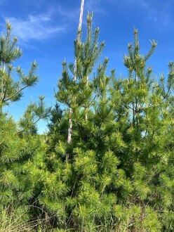 Сосна веймутова Пинус стробус (Pinus strobus)