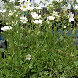 Камнеломка Арендса Сноу Карпет (Snow carpet)