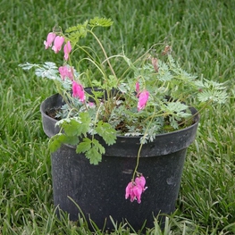 Дицентра великолепная (Dicentra)