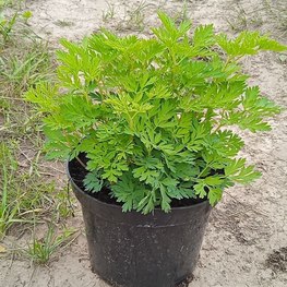 Дицентра красивая (Dicentra)