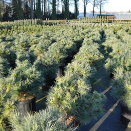 Сосна веймутова Макопин (Macopin)