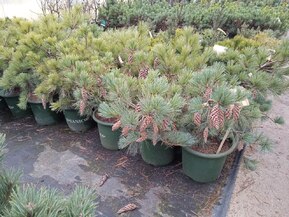 Сосна веймутова Макопин (Macopin)