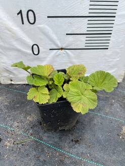 Гравилат ярко-красный Бориси (Borisii)