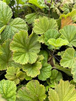 Гравилат ярко-красный Бориси (Borisii)