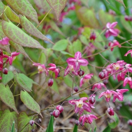 Горянка красная Эпимедиум (Epimedium)