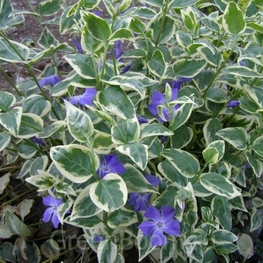 Барвинок малый Вариегата (Variegata)