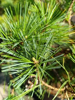 Сосна веймутова Радиата (Radiata)