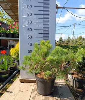 Сосна веймутова Радиата (Radiata)