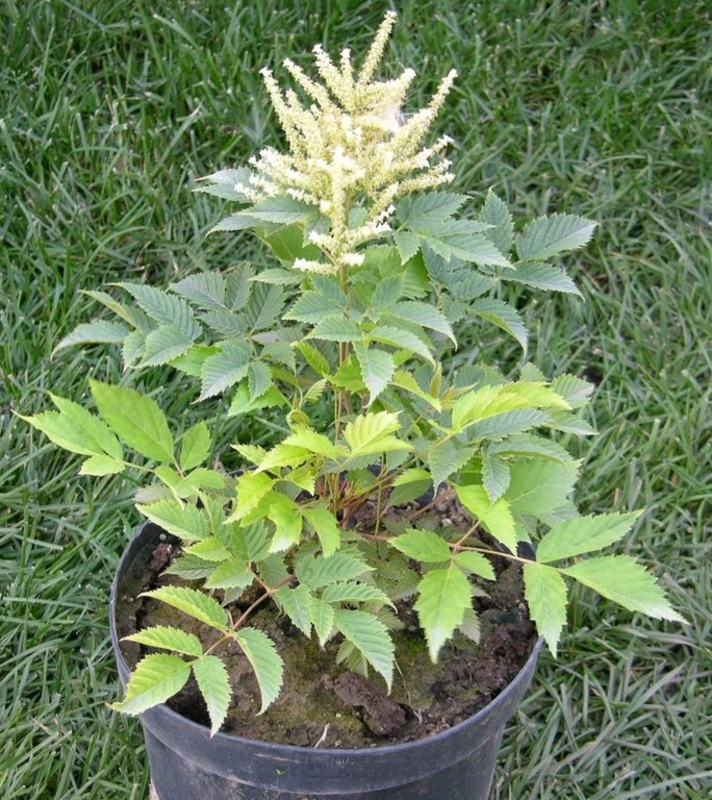 Волжанка двудомная Арункус (Aruncus)