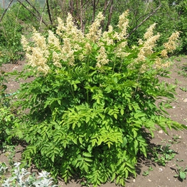 Волжанка двудомная Арункус (Aruncus)