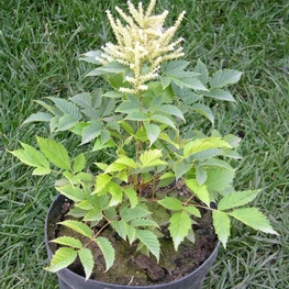 Волжанка двудомная Арункус (Aruncus)