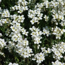 Арабис кавказский Сноу Фокс (Snow Fox)