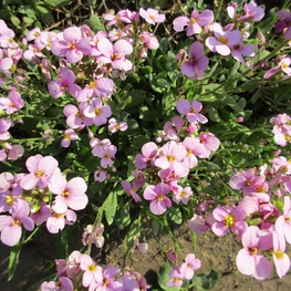 Арабис кавказский Розабелла (Rosabella)