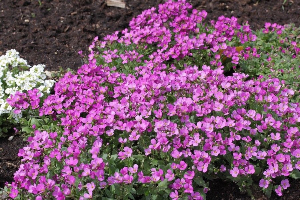 Арабис альпийский Розеа (Rosea)