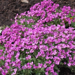 Арабис альпийский Розеа (Rosea)