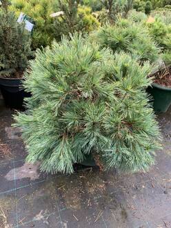 Сосна Веймутова Минима (Minima)