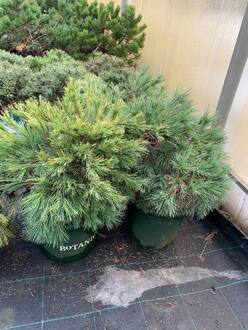 Сосна Веймутова Минима (Minima)