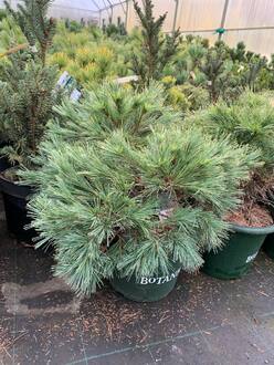 Сосна Веймутова Минима (Minima)