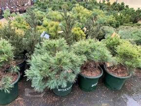 Сосна Веймутова Минима (Minima)