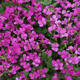 Арабис реснитчатый Спринг Чарм (Spring Charm)