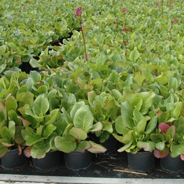 Бадан сердцелистный Бергения (Bergenia)