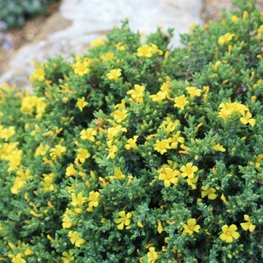 Зверобой Гиперикум (Hypericum)