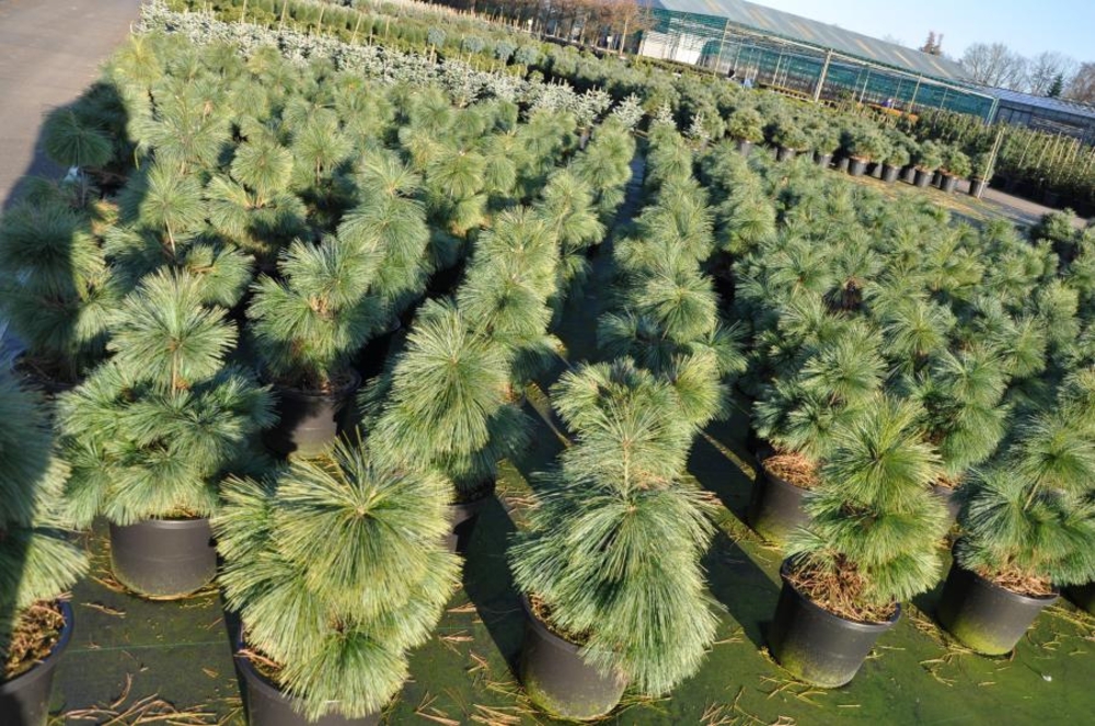 Сосна Шверина Витхорст (Wiethorst)