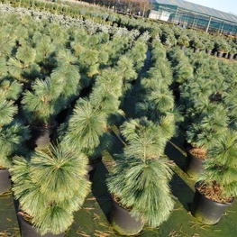 Сосна Шверина Витхорст (Wiethorst)