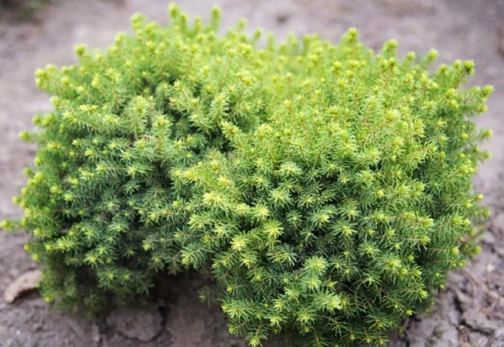 Ель обыкновенная Литтл Джем (Little Gem)