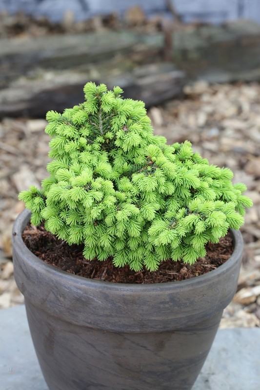 Ель обыкновенная Литтл Джем (Little Gem)