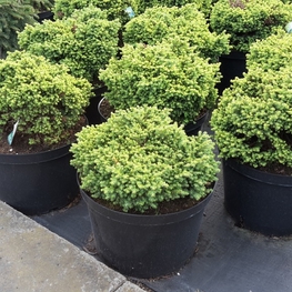 Ель обыкновенная Литтл Джем (Little Gem)