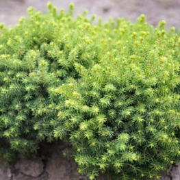 Ель обыкновенная Литтл Джем (Little Gem)