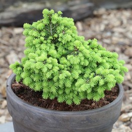 Ель обыкновенная Литтл Джем (Little Gem)