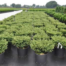 Ель обыкновенная Нидиформис (Nidiformis) куст