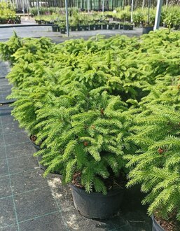 Ель обыкновенная Нидиформис (Nidiformis) куст