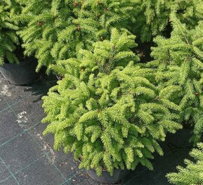 Ель обыкновенная Нидиформис (Nidiformis) куст