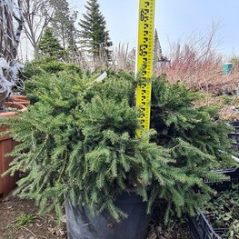 Ель обыкновенная Нидиформис (Nidiformis) куст