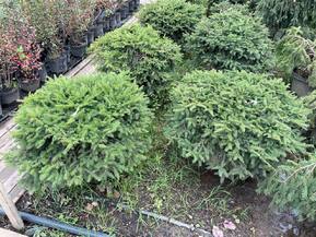 Ель обыкновенная Нидиформис (Nidiformis) куст