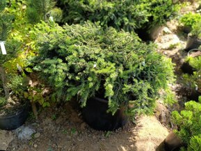 Ель обыкновенная Нидиформис (Nidiformis) куст