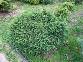 Ель обыкновенная Нидиформис (Nidiformis) куст