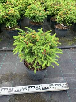 Ель обыкновенная Нидиформис (Nidiformis) куст