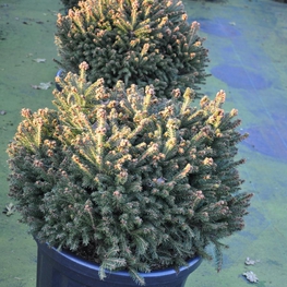 Ель обыкновенная Олендорфи (Ohlendorffii)